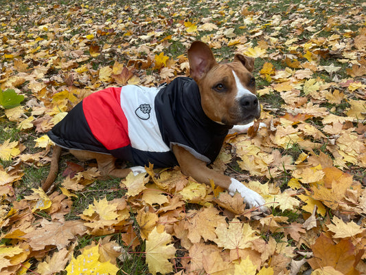 Teplá zimní bunda pro velké pejsky StayWarm™