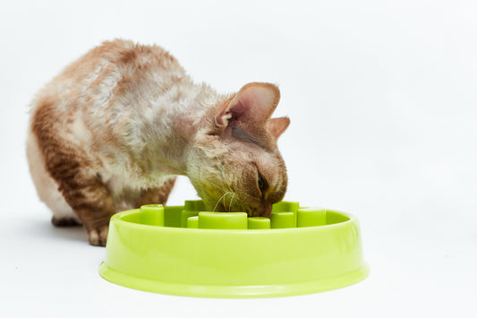 Bowl against overeating - LáskaKočičí.cz