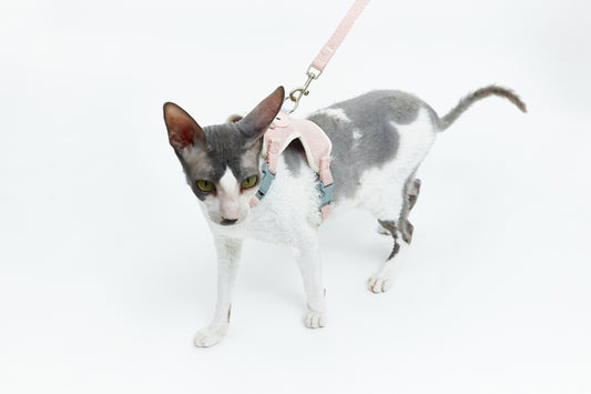 Leine mit Teddybär - LáskaKočičí.cz