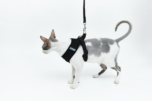 Schwarze Leine - LáskaKočičí.cz